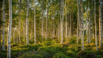Puiset rannekellot – Skandinaavinen muoti-ilmiö